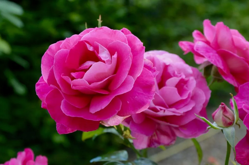 les menus plaisir fleurs