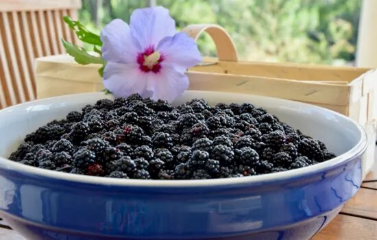 Ma confiture de mûres sauvages