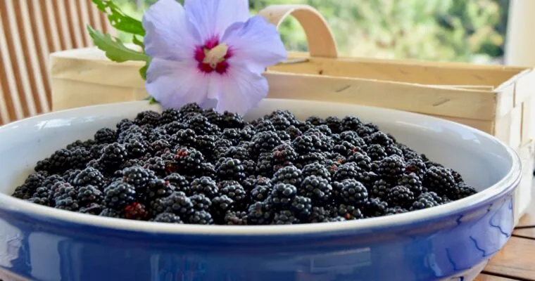 Ma confiture de mûres sauvages