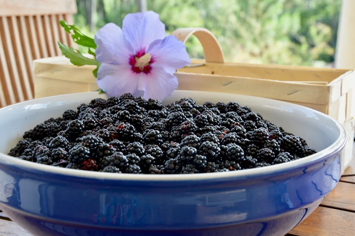 Ma confiture de mûres sauvages
